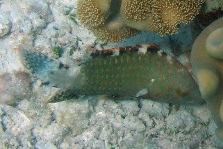 Cheilinus abudjubbe - Abudjubbes Prachtlippfisch (Rotmeer-Lippfisch, Abudjubbe Lippfisch)